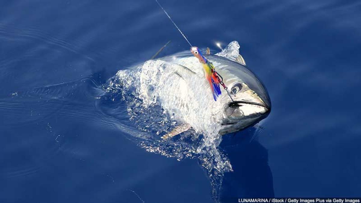 Establishing a recreational fishery for bluefin tuna consultation